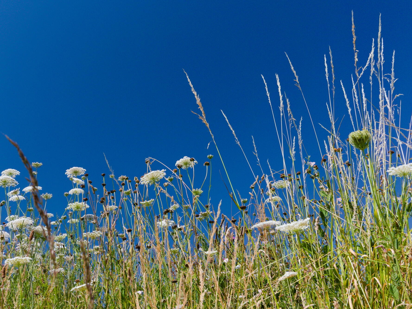 Summer wild flowers against blue sky

