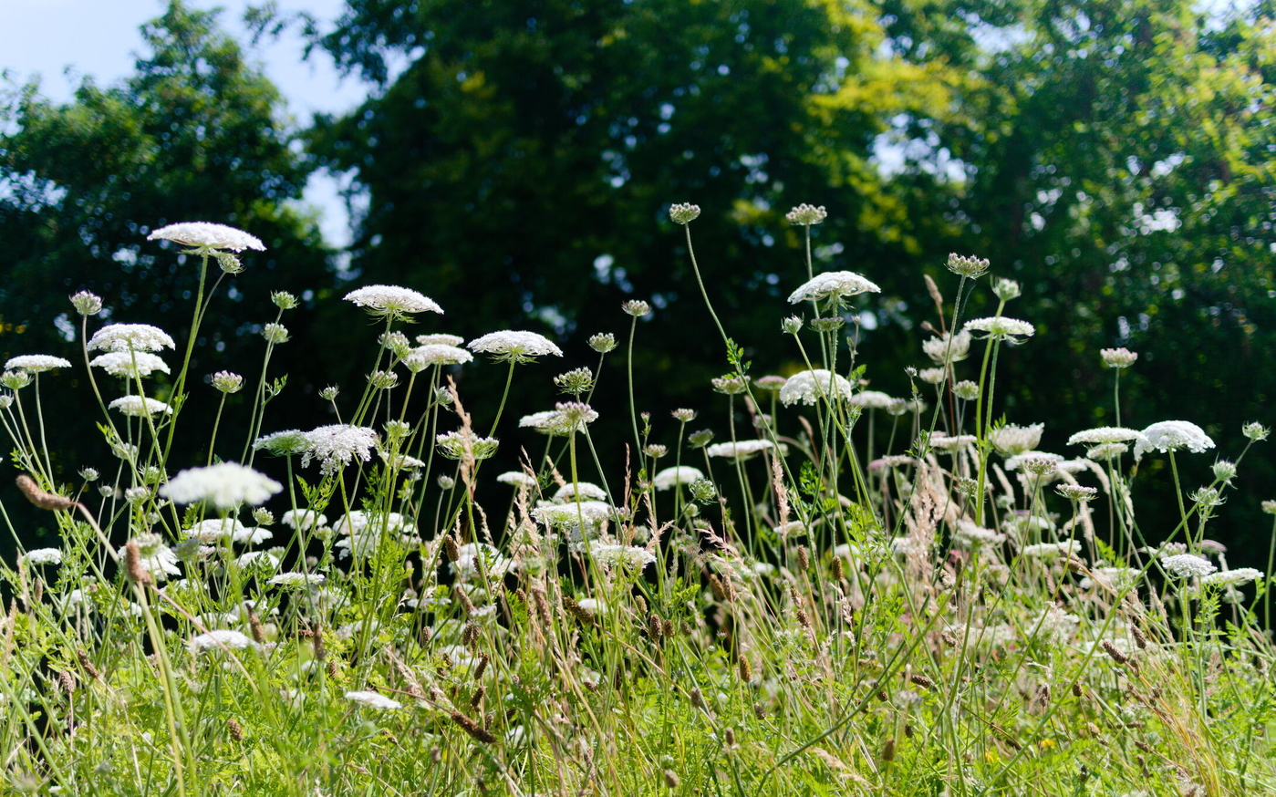 Summer wild flowers
