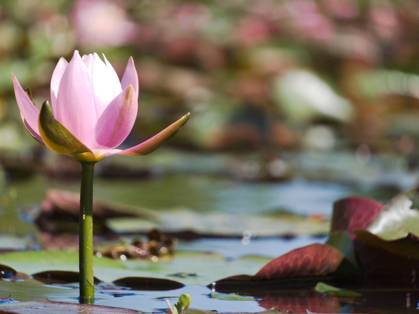 Water Lilly
