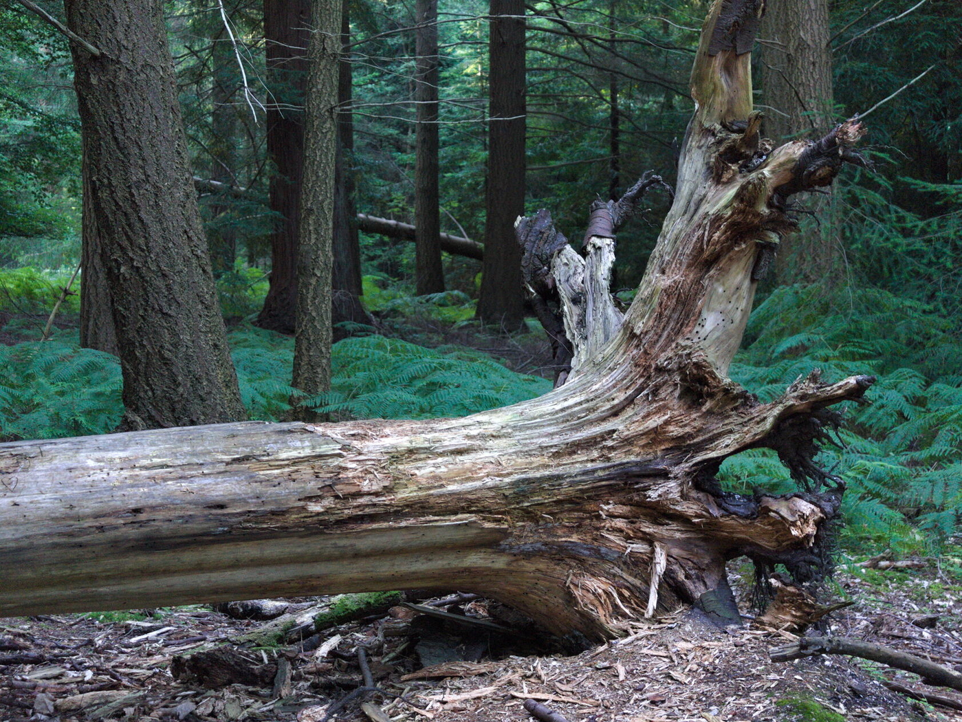A tree fell over in the woods
