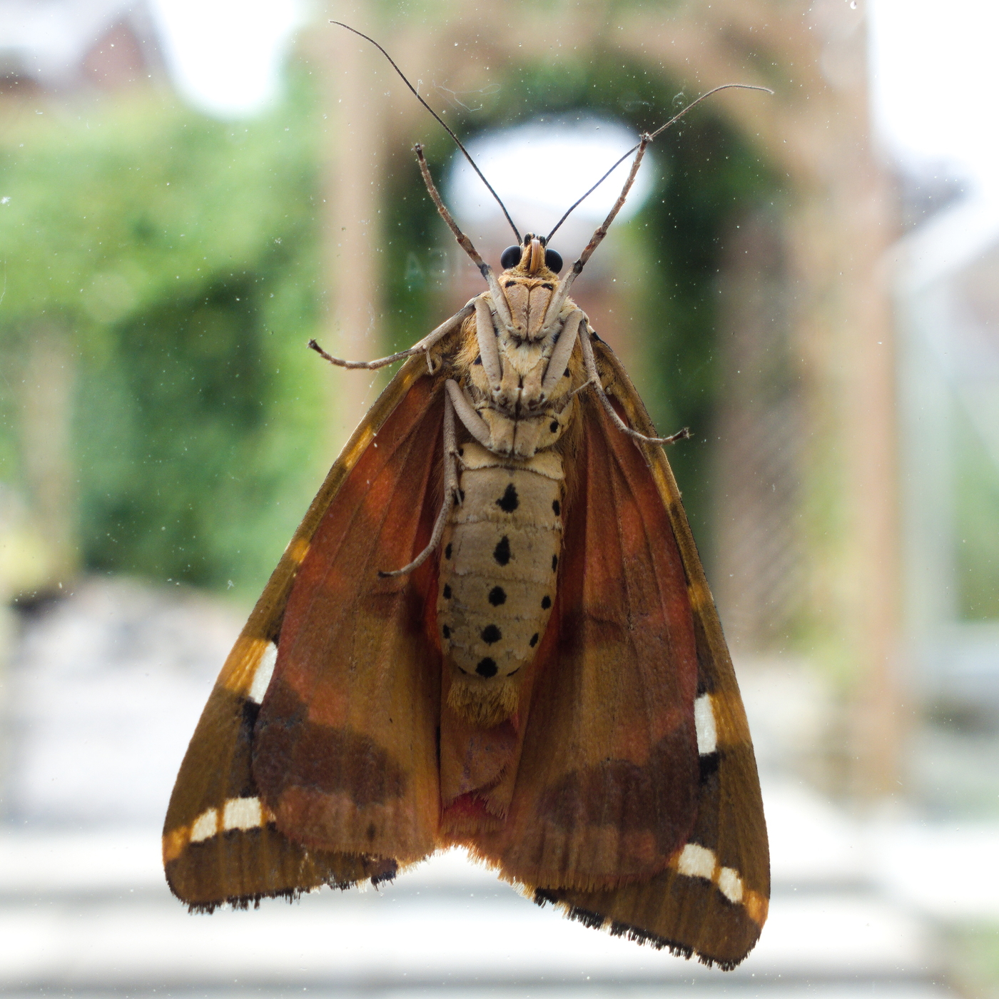 Some sort of moth

